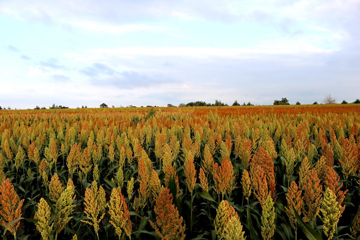 A field.